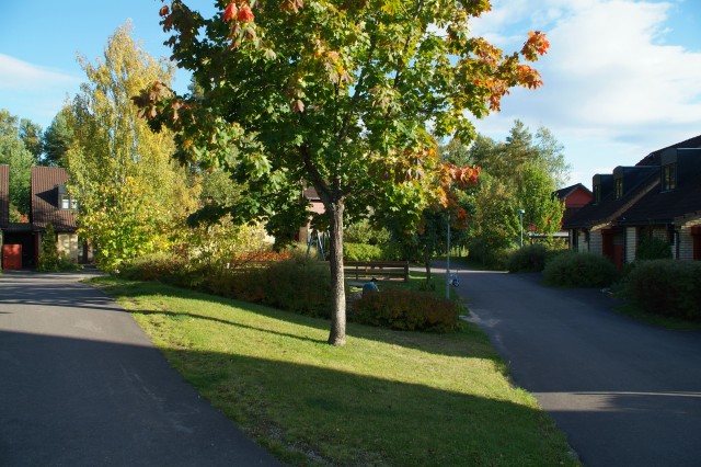 Vackra parktr�d med lekpark i bakgrunden